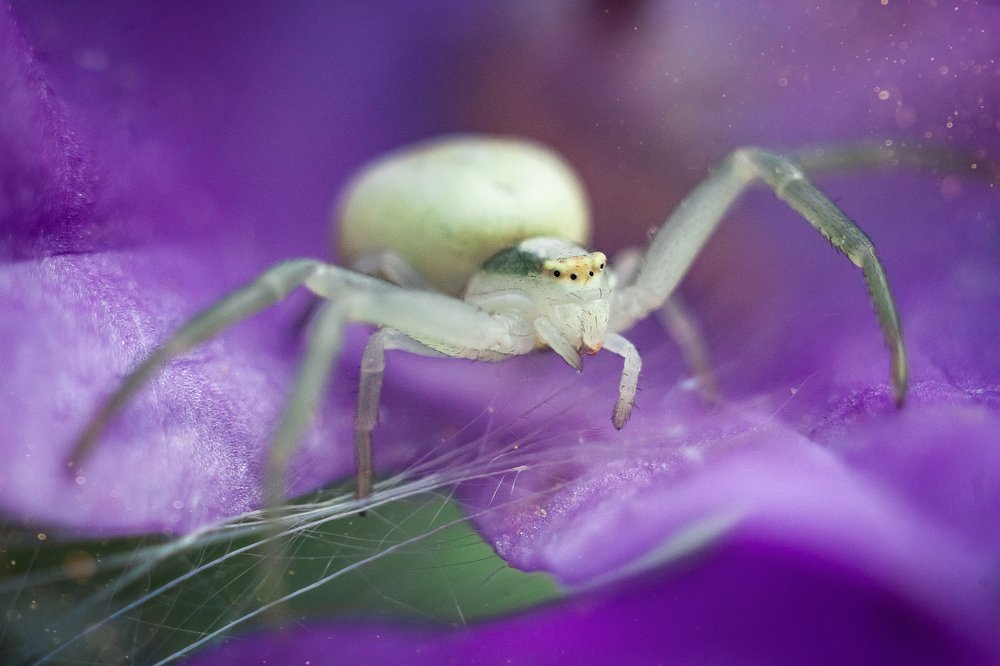 Photograph by Мария Бузыцкая