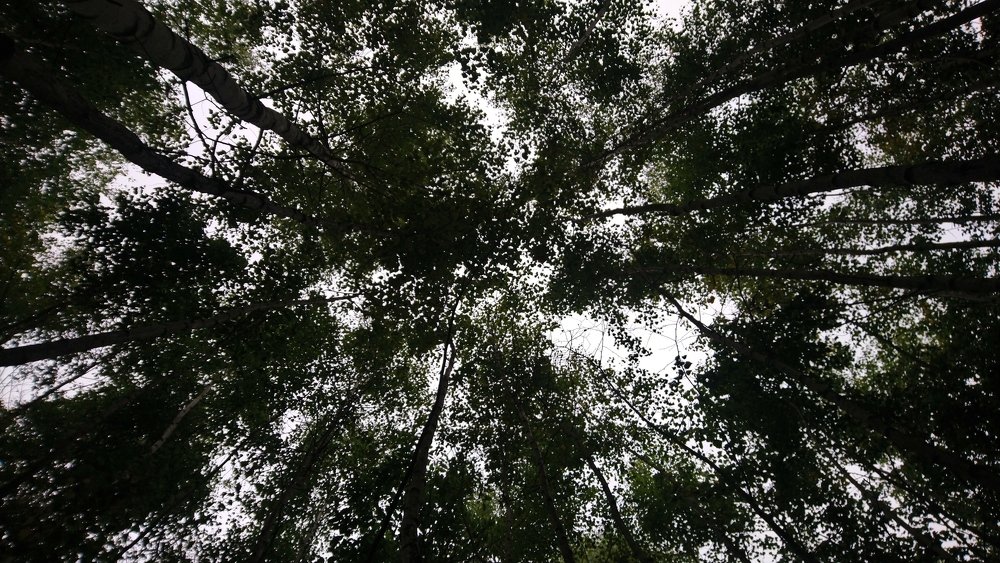 Photograph by Инна Голубева