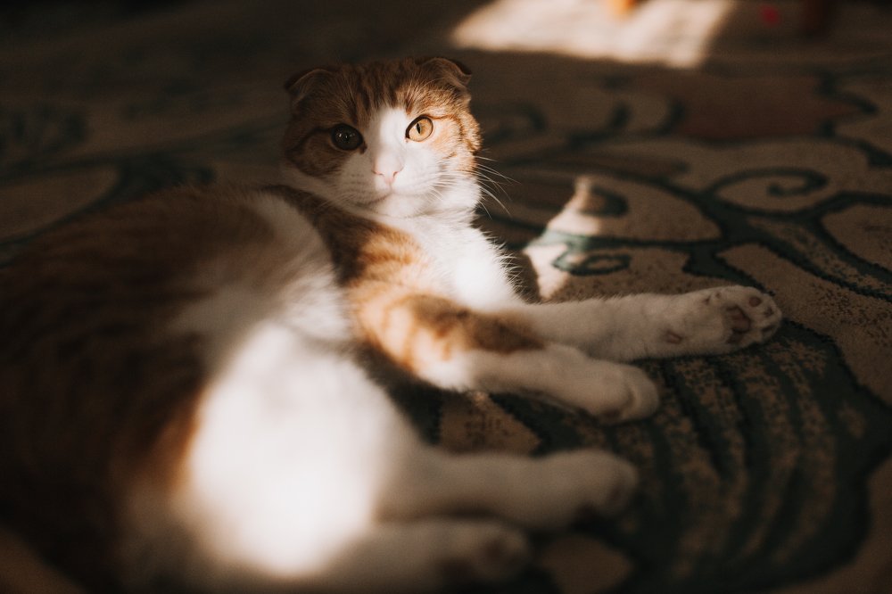 Рыжий лучик света