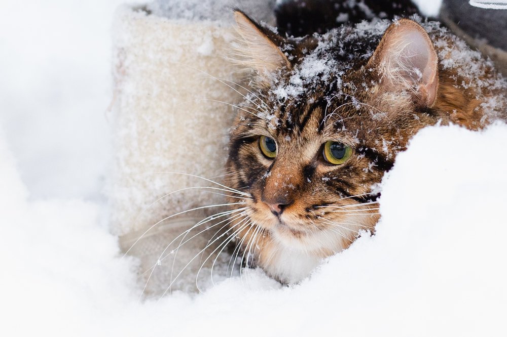 Снежные прогулки
