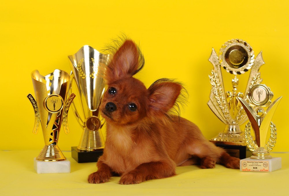 Рыжая бестия