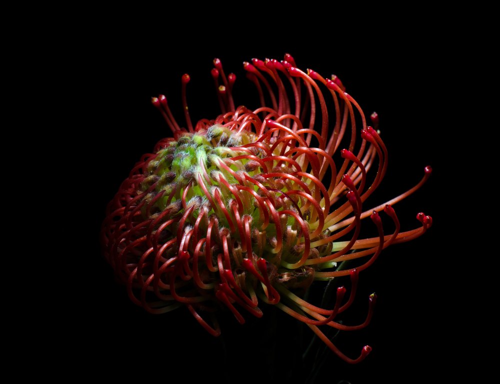Leucospermum cordifolium