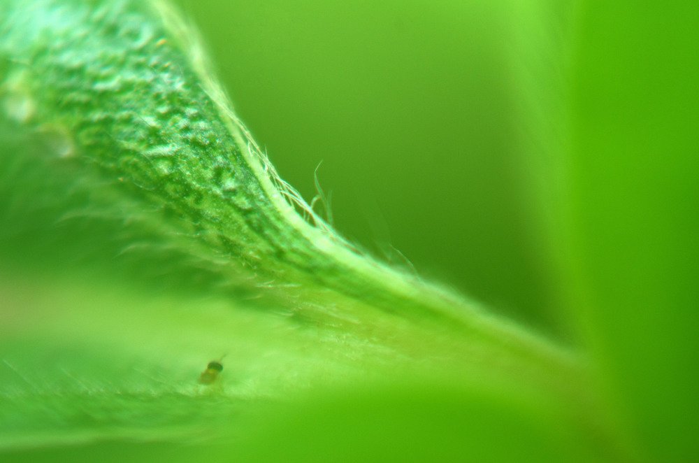 close-up for leaf and insect