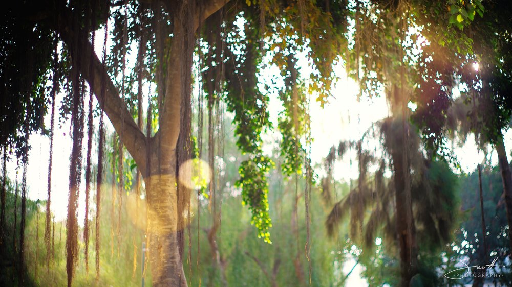 Sunflare by the tree