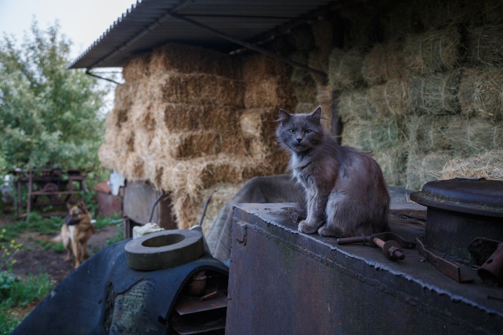 Серый Украинский кот.