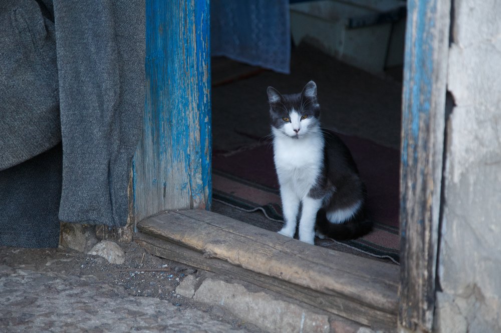 Кошачье гостеприимство.