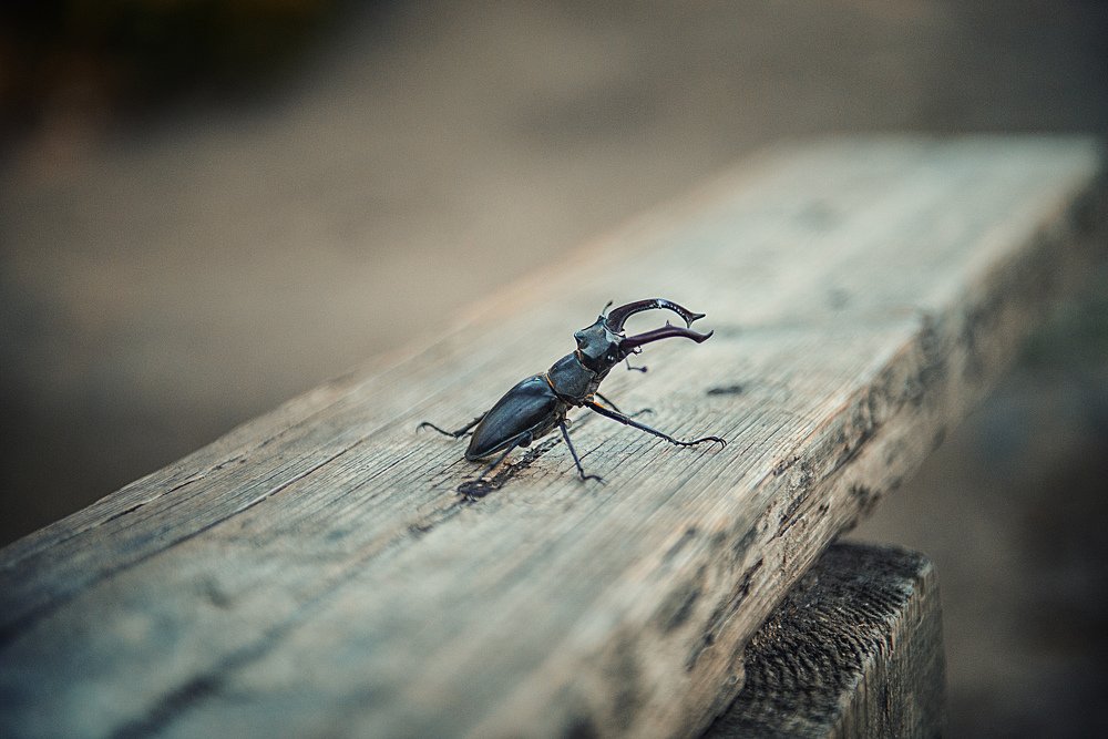 Жук - Носорог