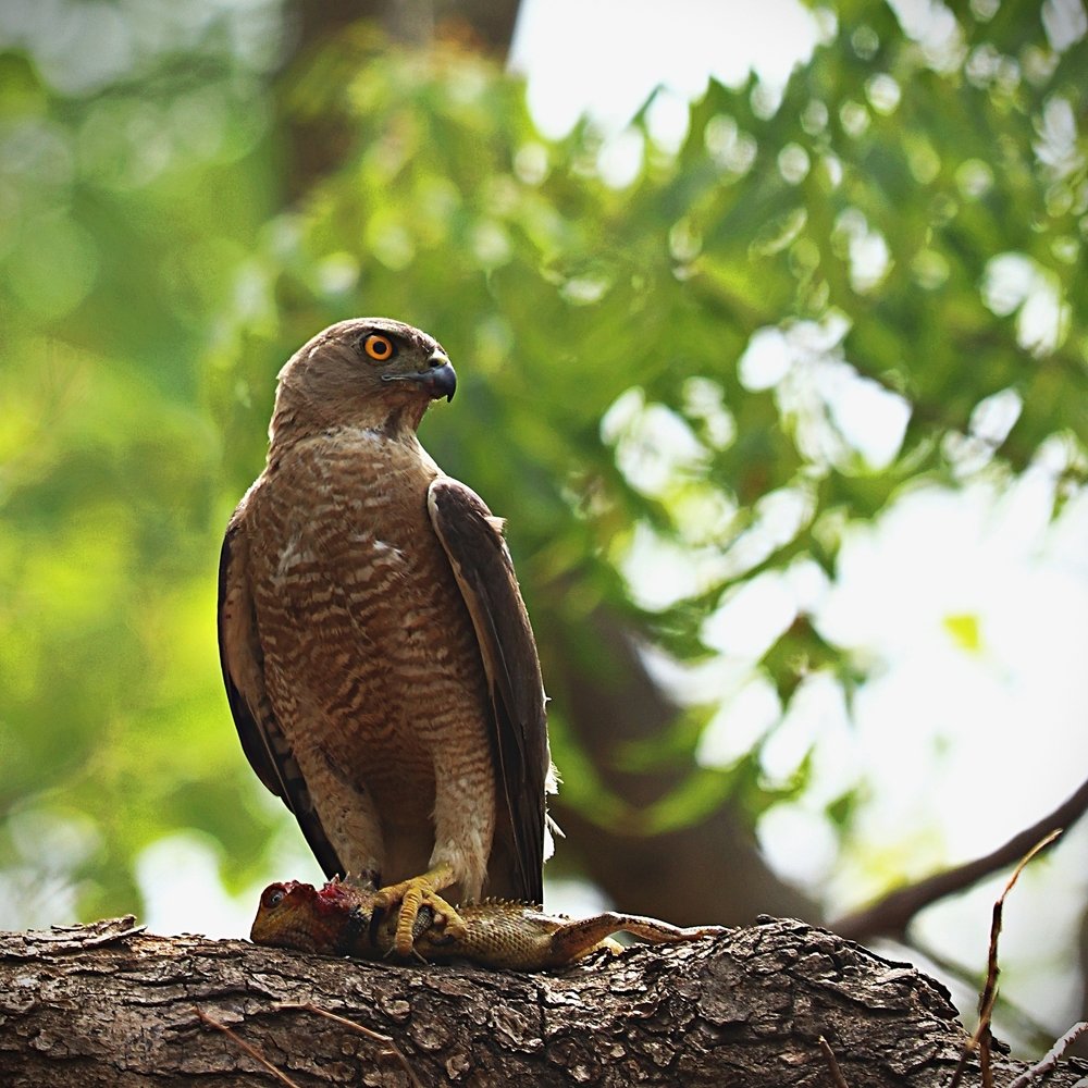 Hunter and it's prey