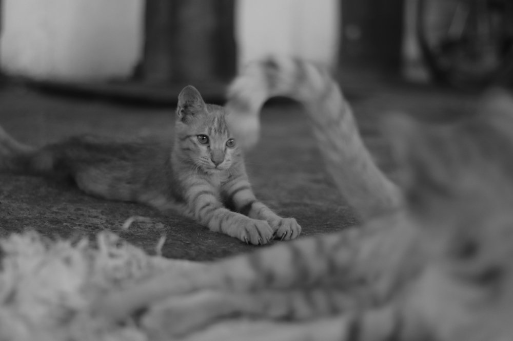 THE CATS OF CHENNAI 2