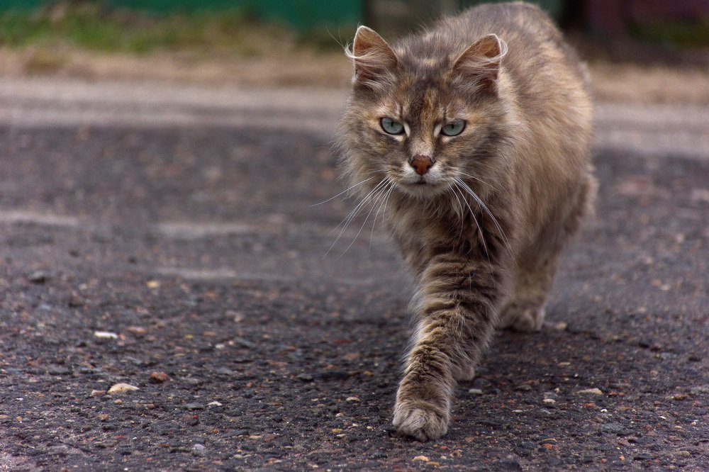 Photograph by Елена Стещенко