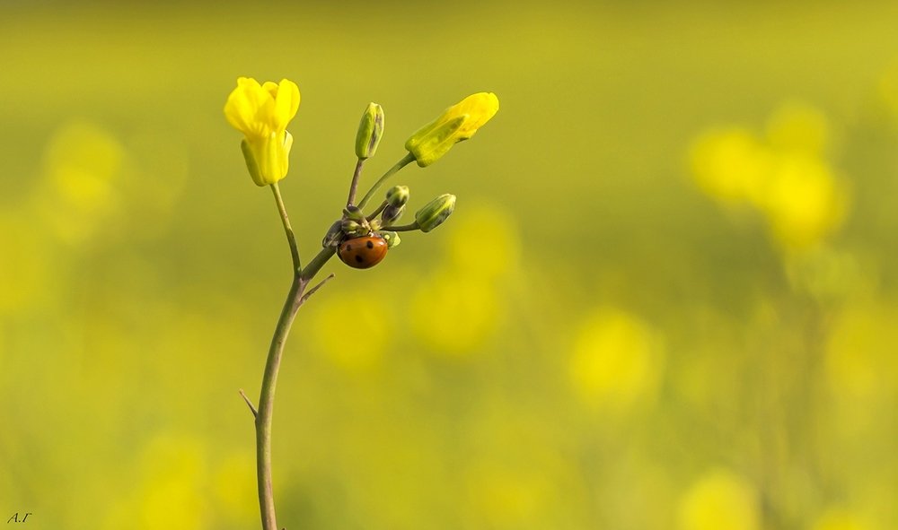 Божья коровка