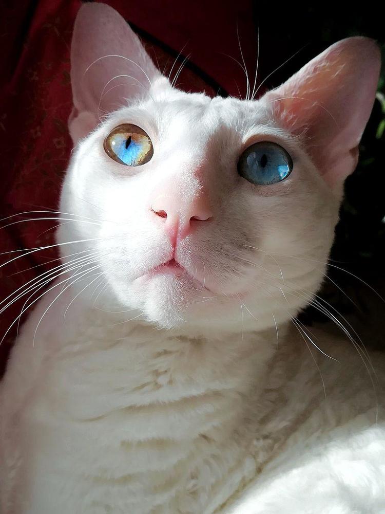 Голубые глаза