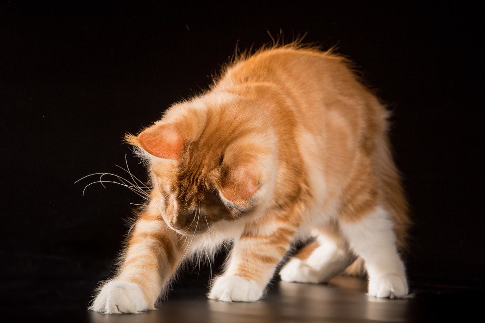 Коттэ молоденький