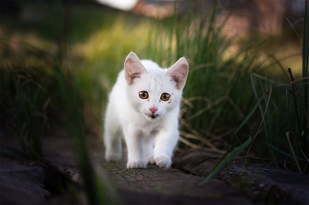 Деревенский котенок