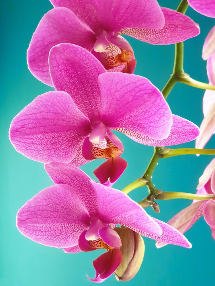 Photograph by Людмила Ефремова