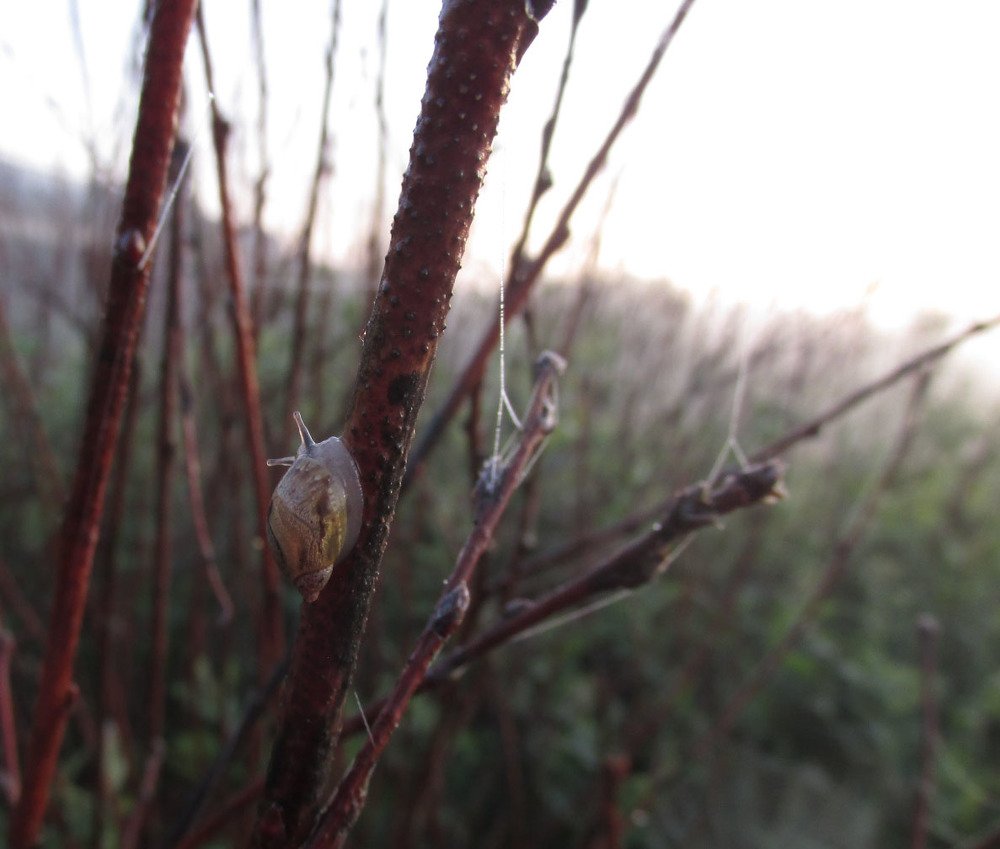 Photo #3499685