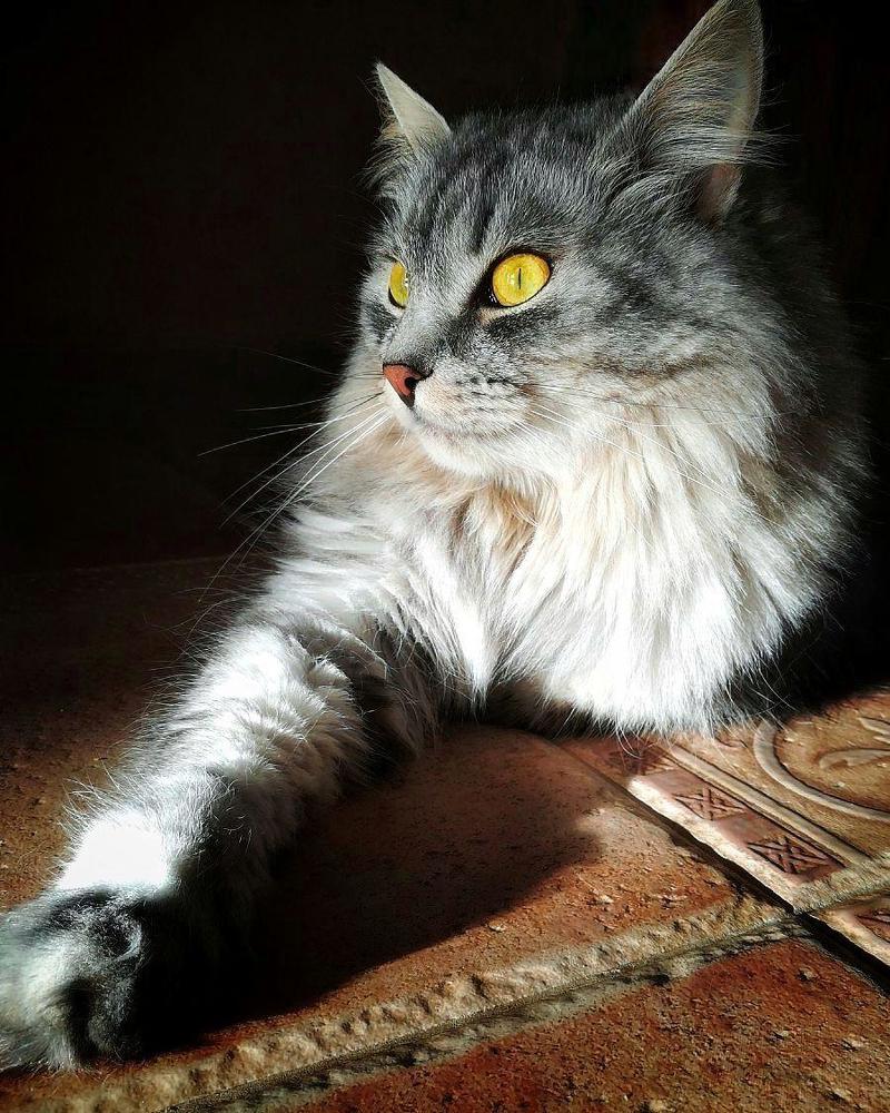 Желтые глаза