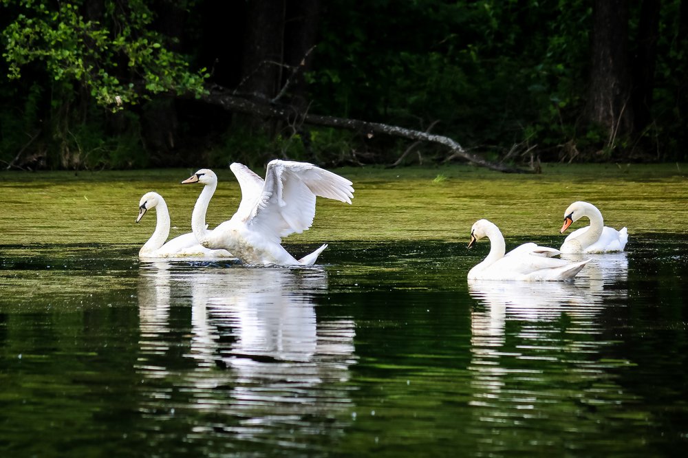 Купание лебедей