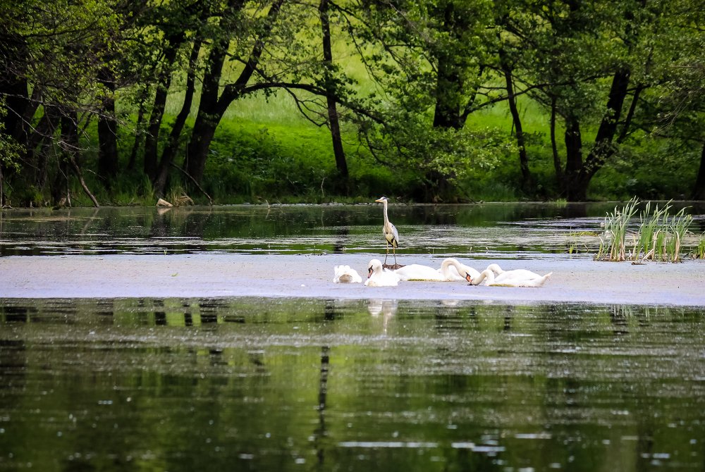 Строгий надзиратель