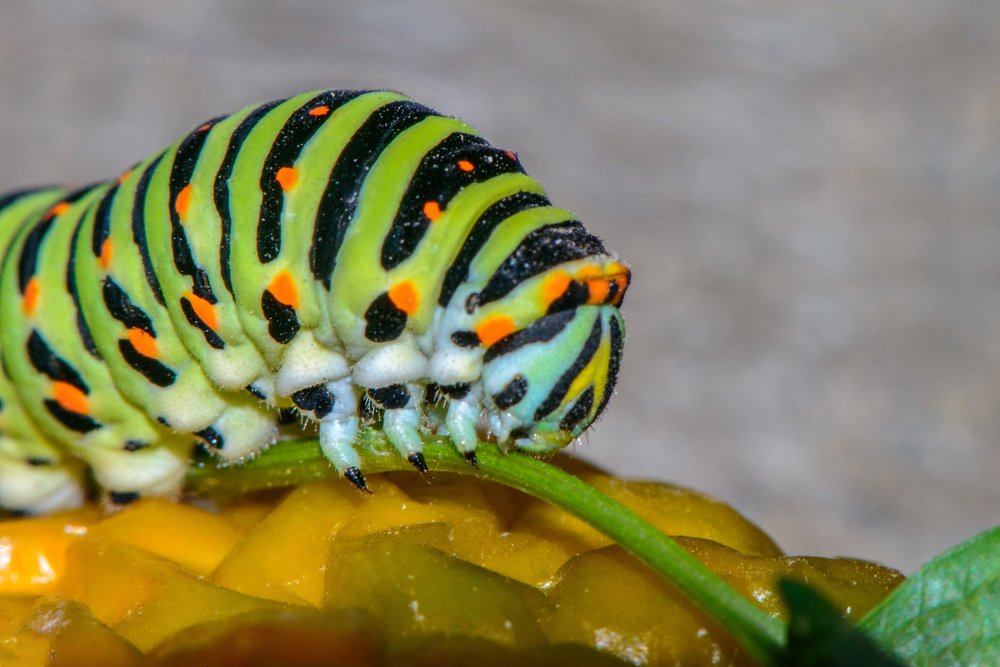 Красотка,не правда-ли?