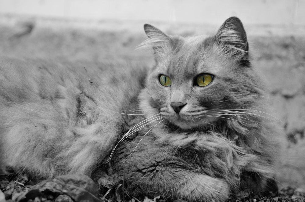 Глаза напротив