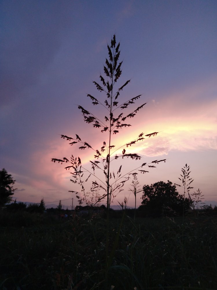Sunset at the fields