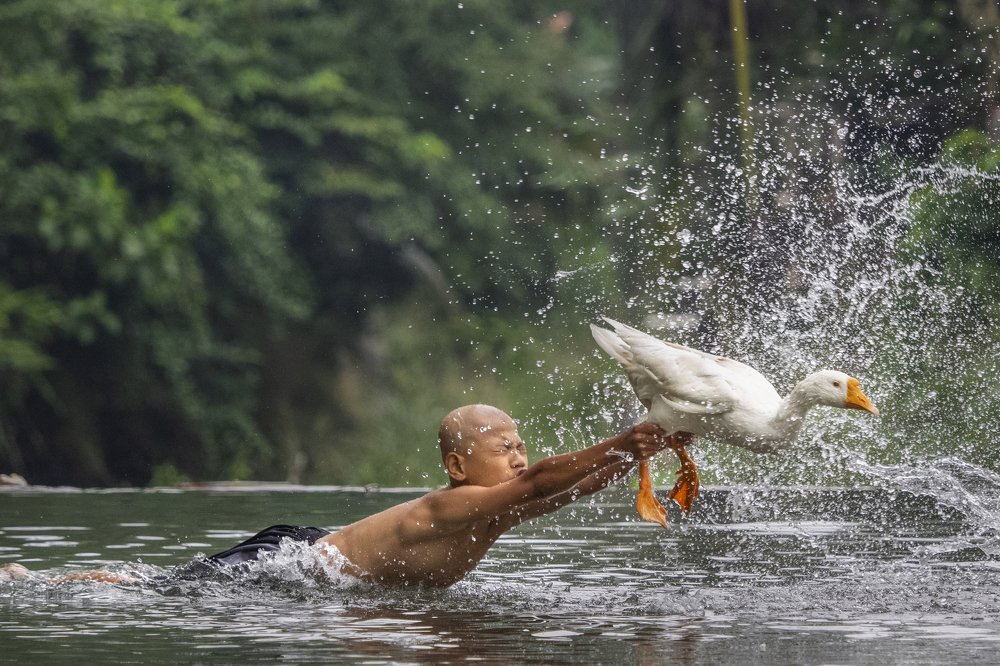 Catching a goose