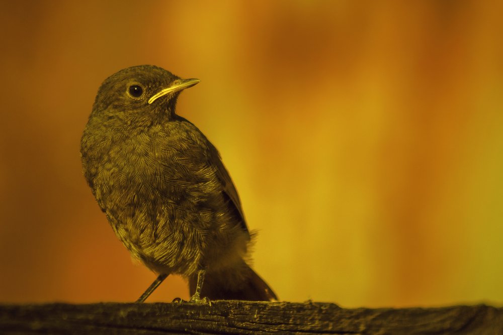 Горихвостка