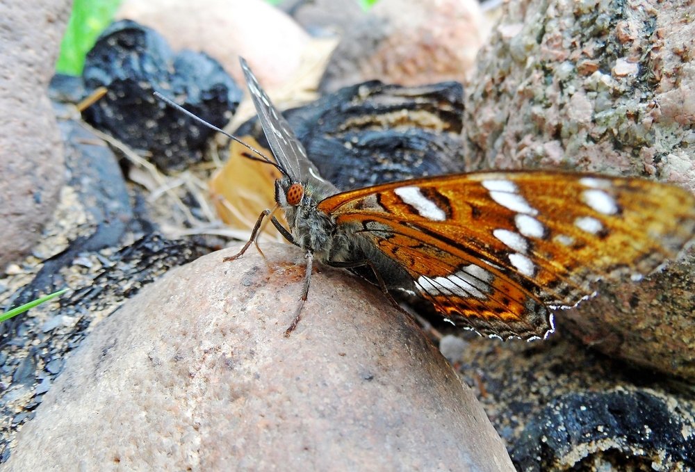 Фотография автора Valery Bel@kov