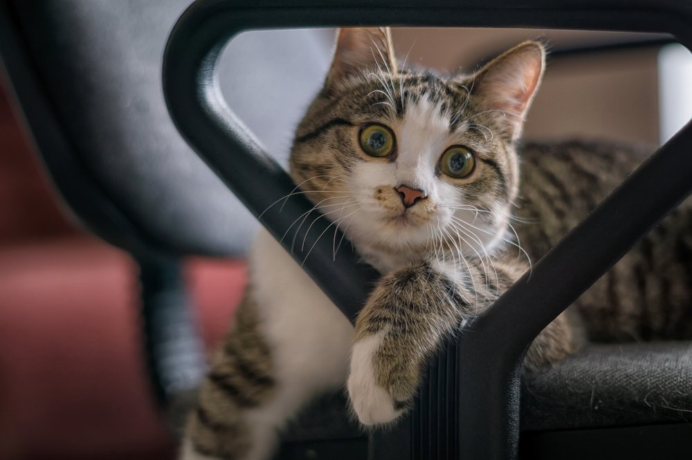 Мурка - офисный работник