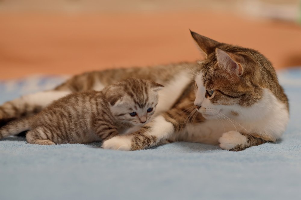 Счастье быть матерью