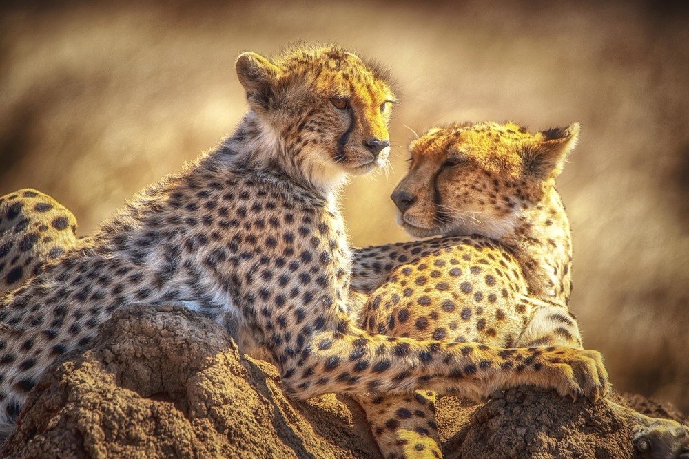 Photograph by Guy Krier