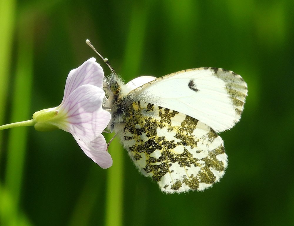 Orange Tip Butterfly on Cuckoo Flower