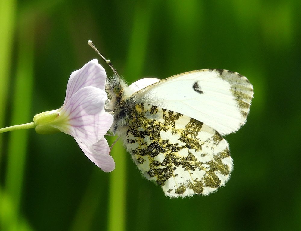 Orange Tip Butterfly on Cuckoo Flower