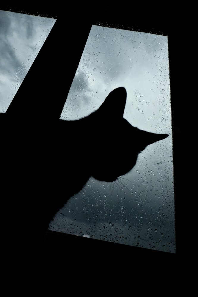 Photograph by Anna Saltykowa