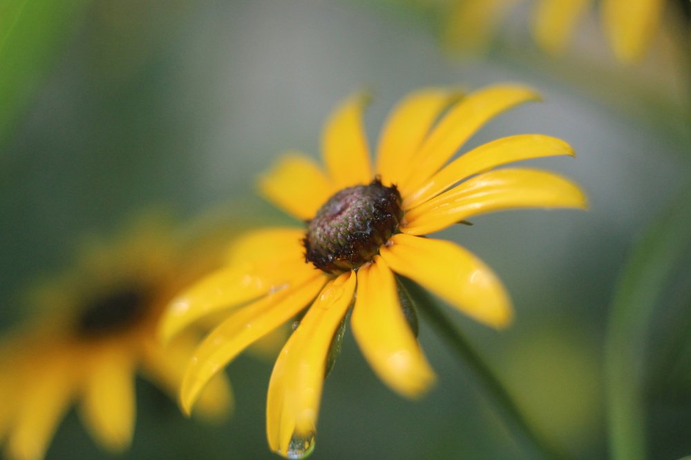 После дождя