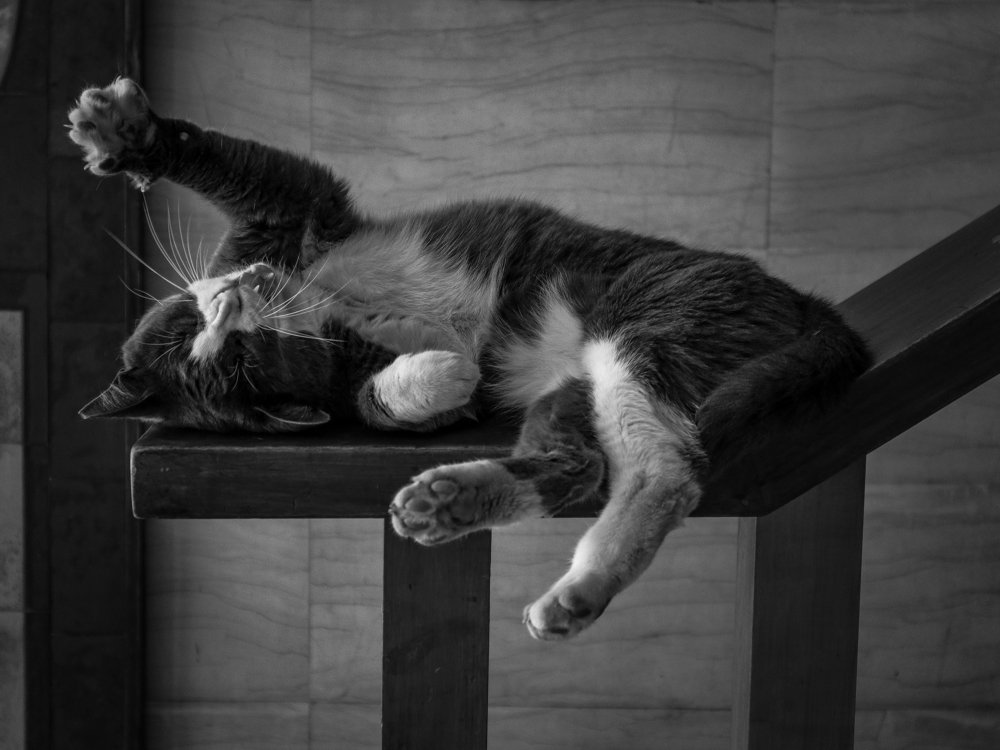 "O soooole meow!!.."