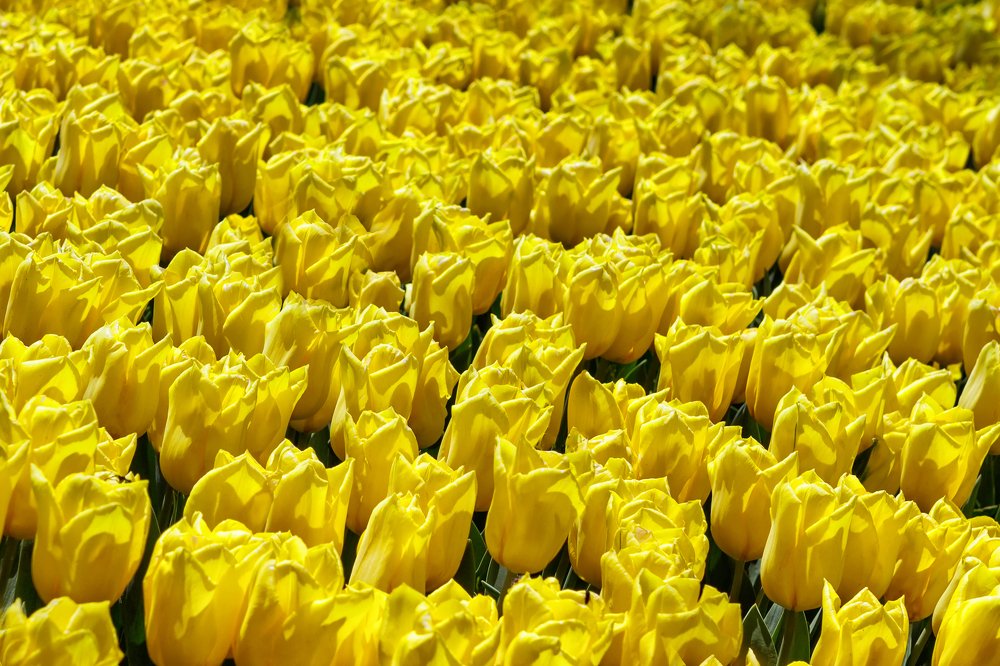 Photograph by Alexander Kalenski