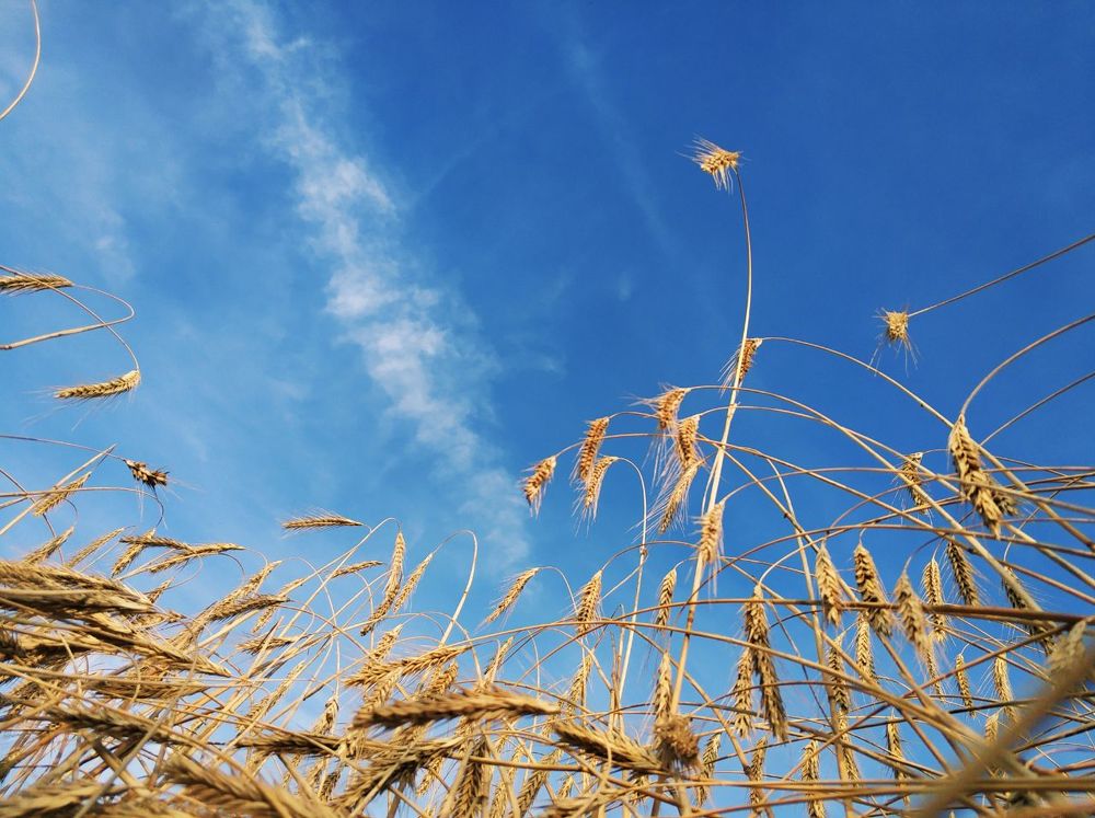 Чистое небо над головой