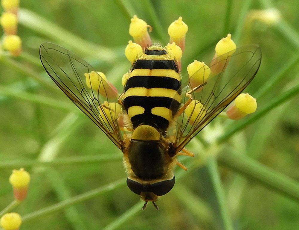 Hover Fly on Fennel Blossom