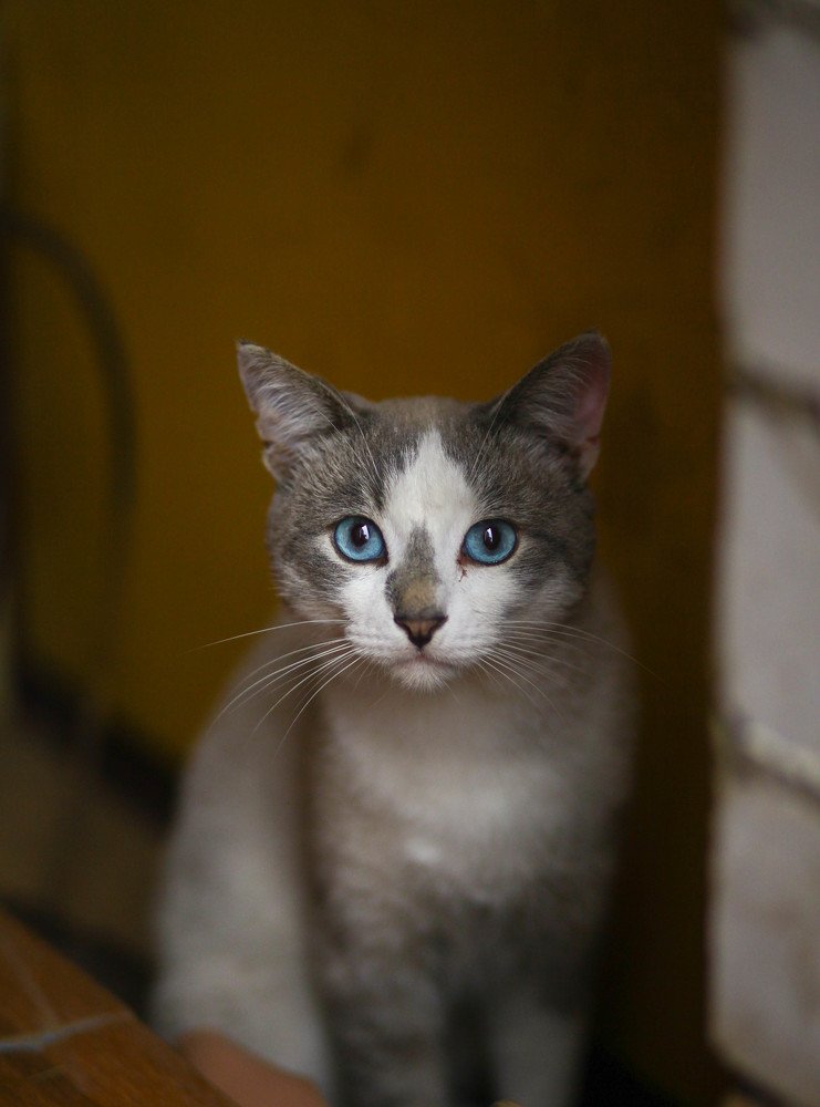 Голубоглазый