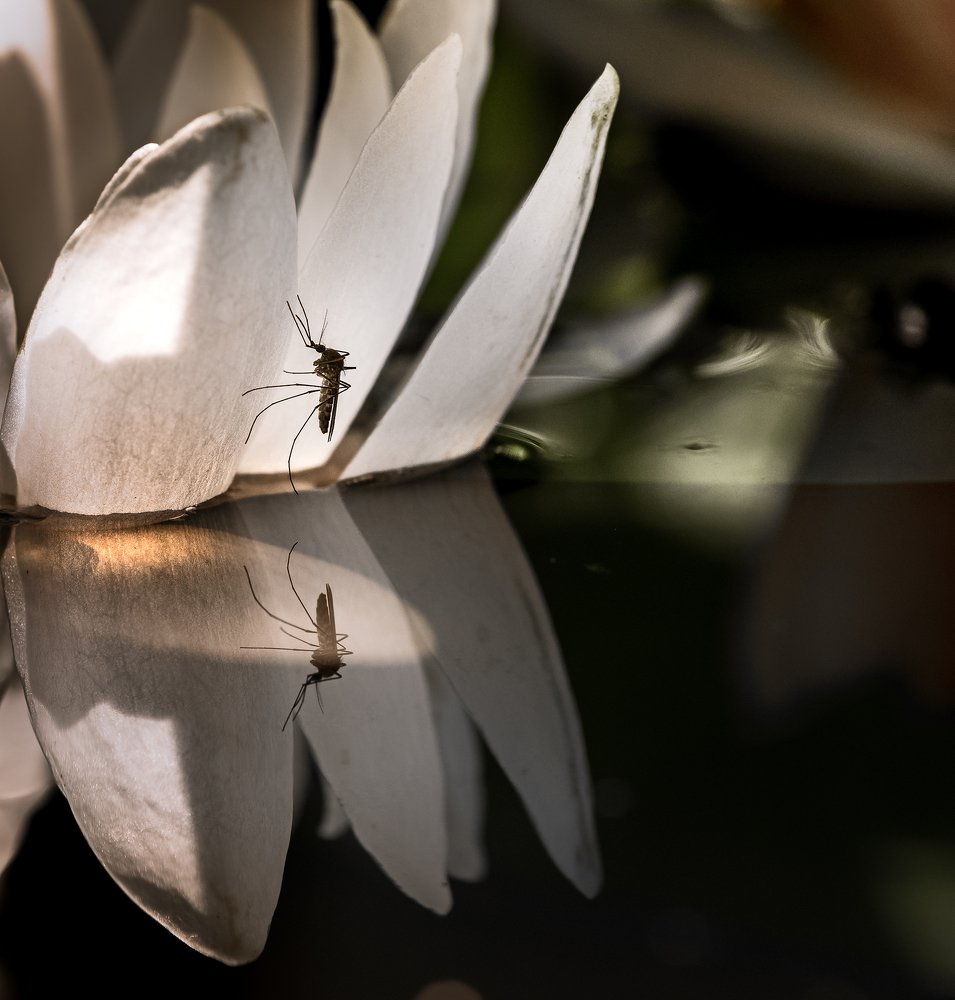 Комариное озеро