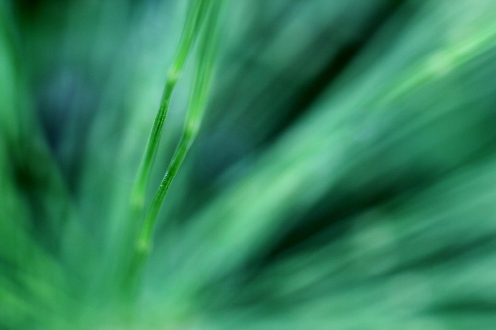 тропический блюр