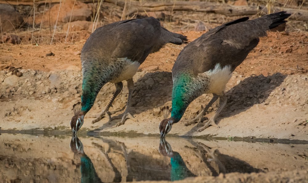 Drinking Together