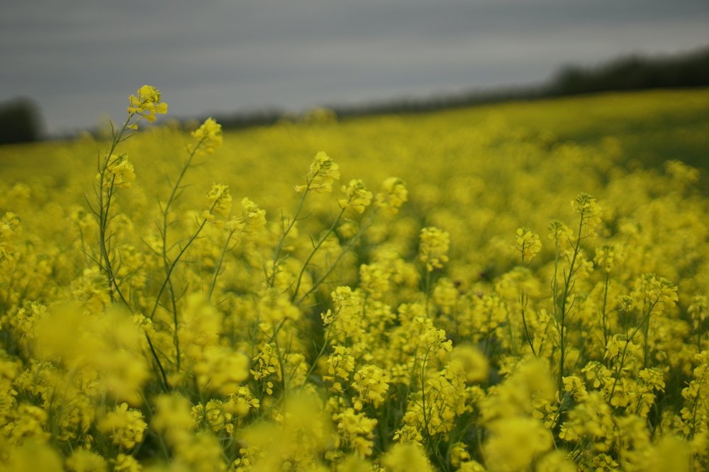 Желтое поле