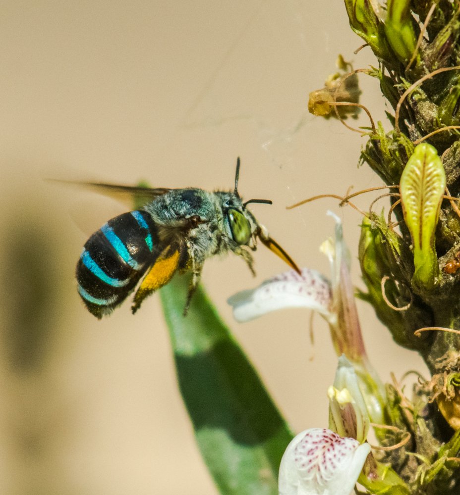 Collection from Nature
