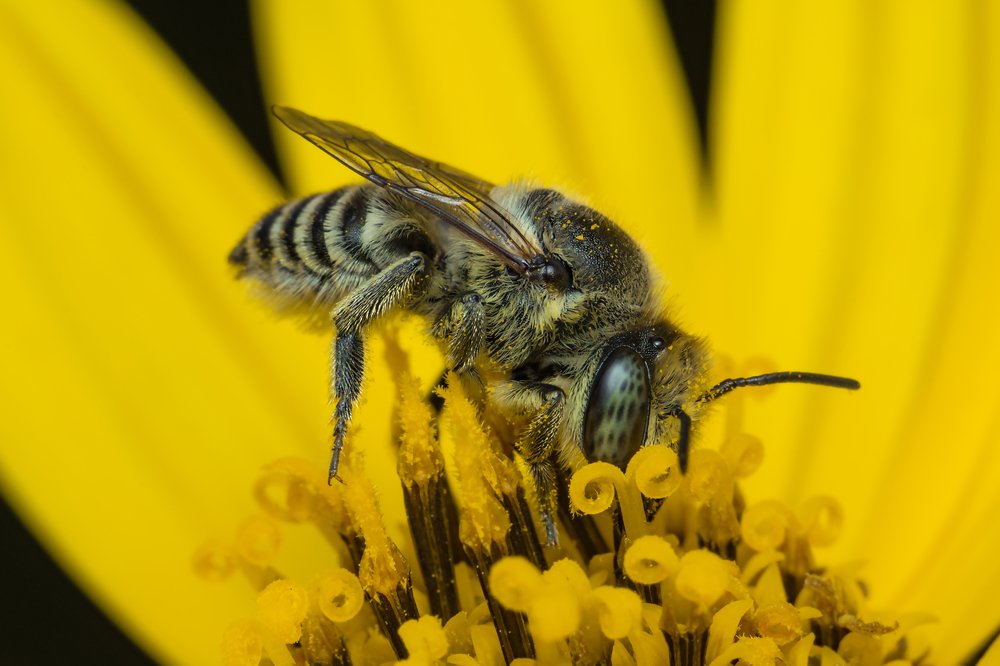 Пчелка Майя