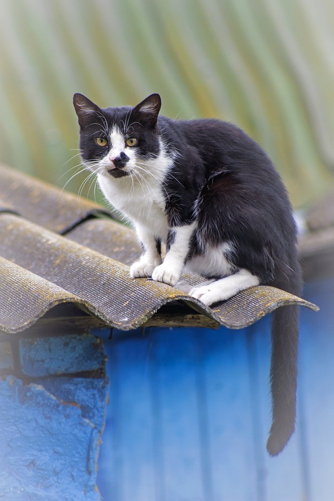 Крышеватель