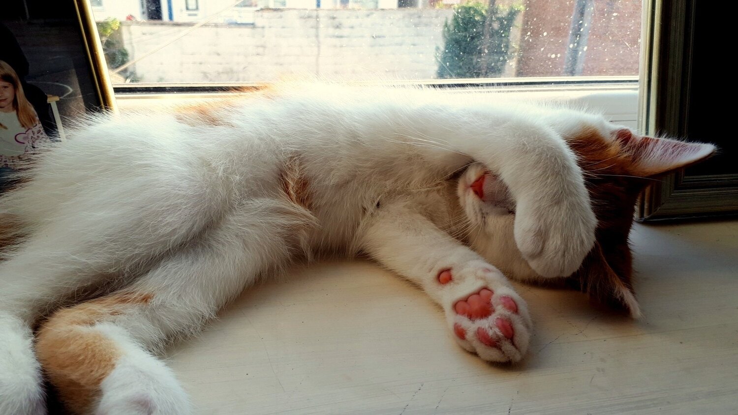 Sleepy cat