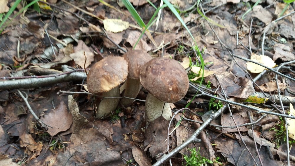 Заговорщики